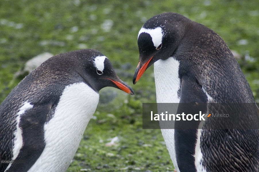 Par de pingüino (Pygoscelis papua), Isla Cuverville, Península Antártica, Antártida