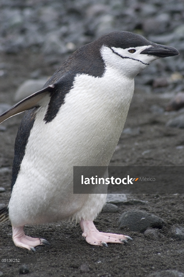 Pingüino de barbijo (Pygoscelis antarctica) caminar, Antártida