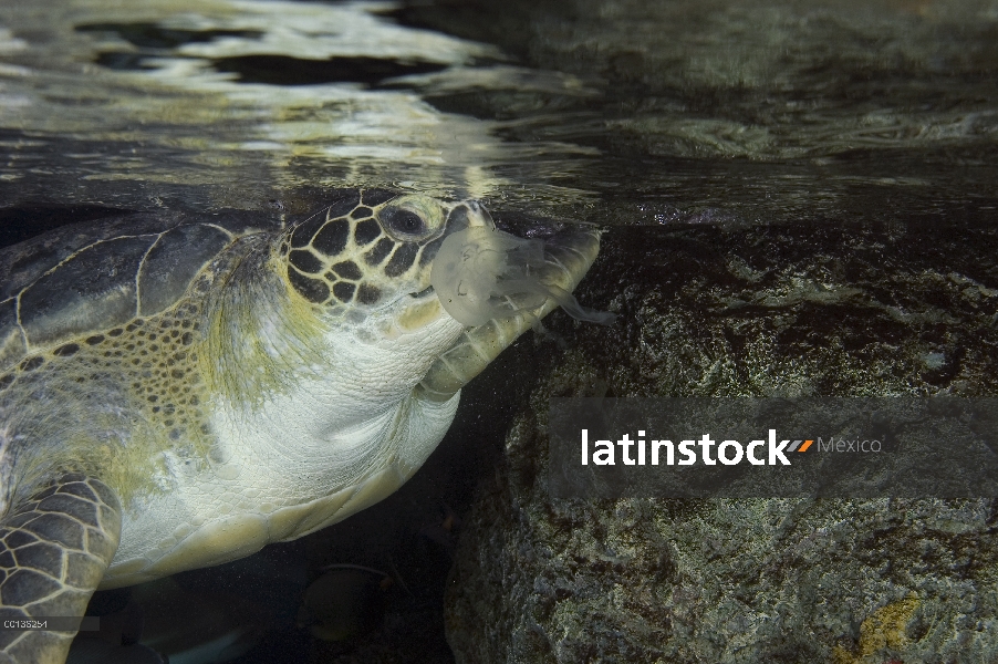 Tortuga del mar verde (Chelonia mydas) come una medusa, turltes a menudo error bolsas de plástico po