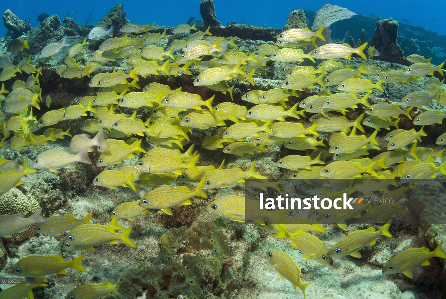 Escolarización de pescado cerca de restos de azúcar, Bahamas, Caribe