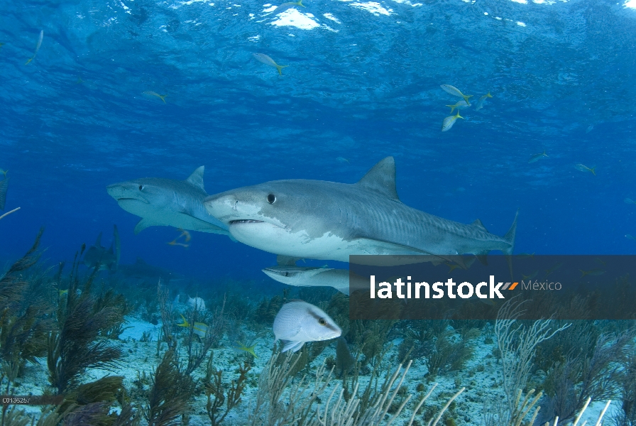 Tiburón tigre (Galeocerdo cuvieri) par, Bahamas, Caribe