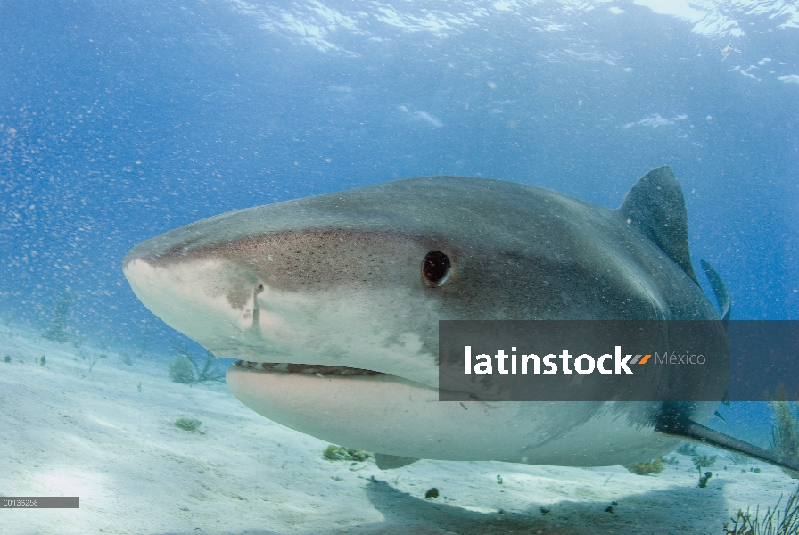 Tiburón tigre (Galeocerdo cuvieri) retrato, Bahamas, Caribe