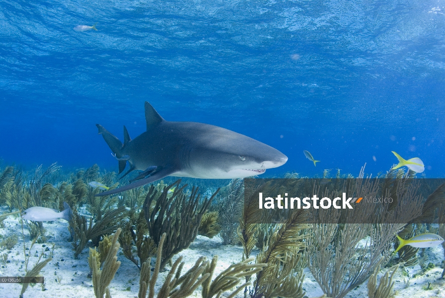 Tiburón limón (Negaprion acutidens) nadando sobre abanicos de mar, Bahamas, Caribe