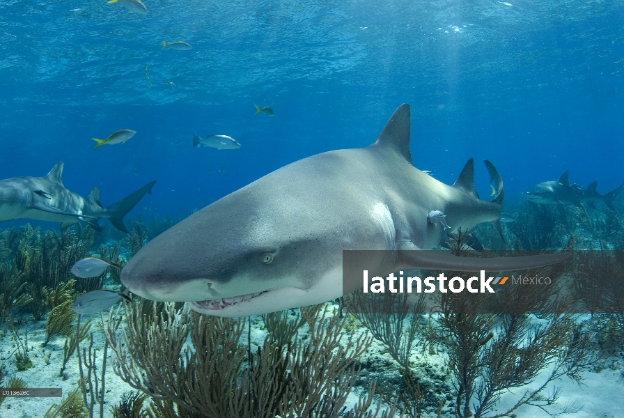 Tiburón limón (Negaprion acutidens), especie vulnerable, Bahamas, Caribe