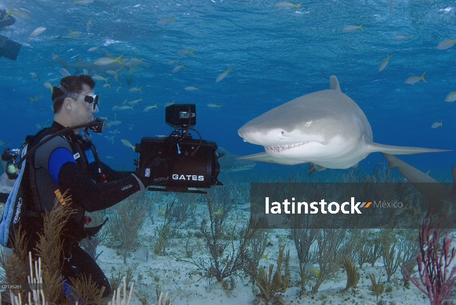 Tiburón limón (Negaprion acutidens) fotografiado por buzo, especies vulnerables, Bahamas, Caribe