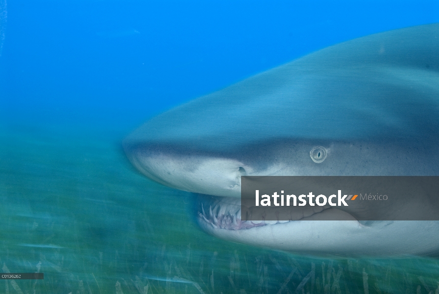 Retrato de tiburón (Negaprion acutidens) limón, especies vulnerables, Bahamas, Caribe