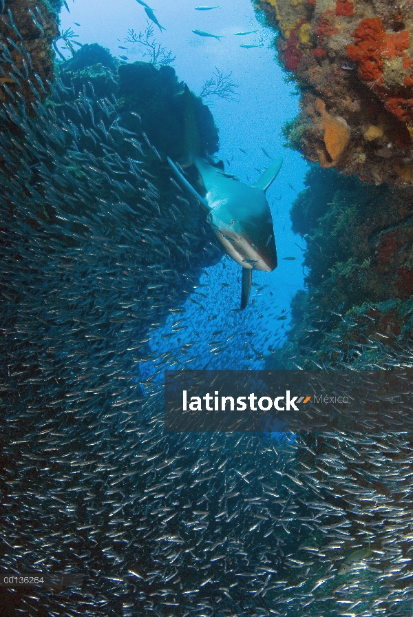 Piscina de tiburones de arrecife del Caribe (Carcharhinus perezii) a través de arrecife y escolariza