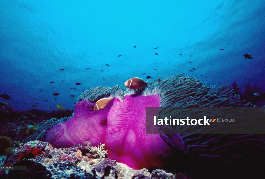 Rosa par de anémona (Amphiprion perideraion) protegido por picadura tentáculos de la anémona de mar 