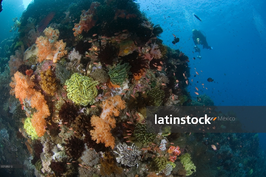 Diver fotografiar arrecifes ecosistemas, Sangeang Island, Parque Nacional de Komodo, Indonesia