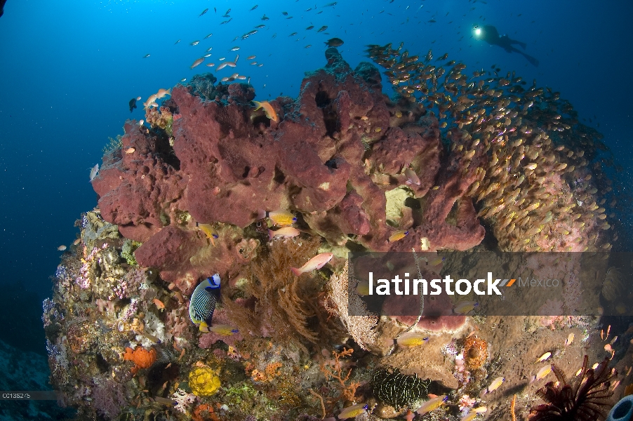 Diver fotografiar arrecifes ecosistemas, Gili Lawa isla, Parque Nacional de Komodo, Indonesia