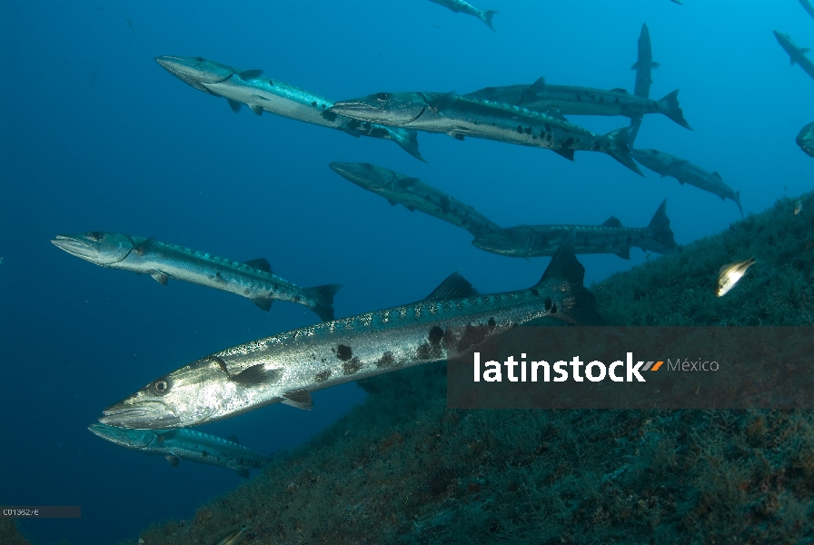 Gran escuela de la Barracuda (Sphyraena barracuda), Indonesia