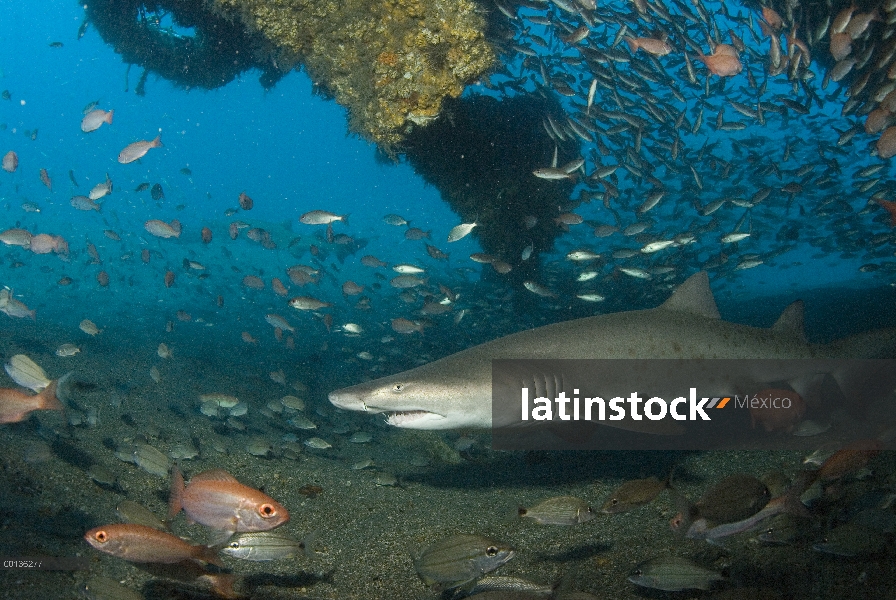 Tiburón Nodriza de gris (Carcharias taurus) nadando en ruina de Papoose Carolina del norte