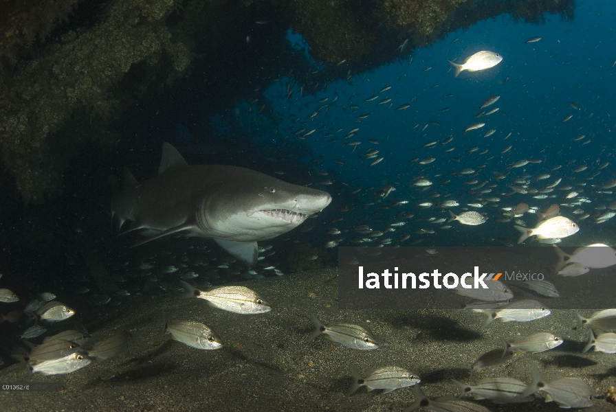 Tiburón Nodriza de gris (Carcharias taurus) nadando en Papoose ruina con otros peces pequeños, Carol