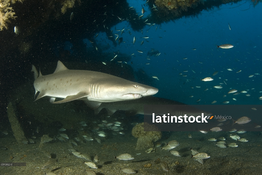 Par Gris tiburón nodriza (Carcharias taurus) y otros pequeños peces nadando a través de la ruina de 