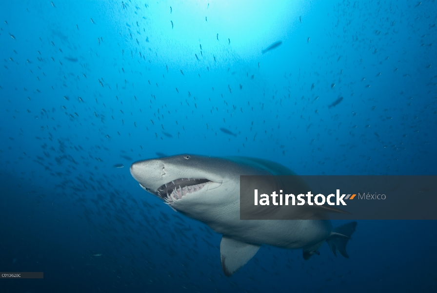 Tiburón Nodriza de gris (Carcharias taurus) nadando cerca de Papoose ruina Carolina del norte