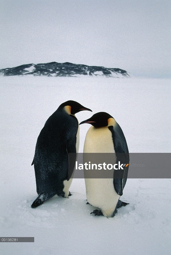 Pingüino emperador (Aptenodytes forsteri) par en el borde del hielo, Antártida