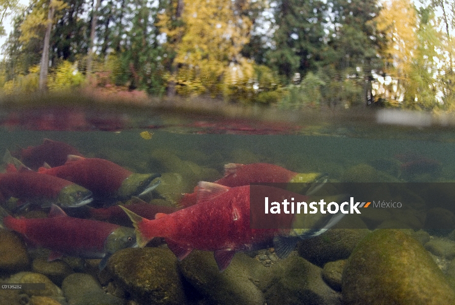 Salmón rojo (Oncorhynchus nerka) grupo nadar río arriba para desovar, Columbia Británica, Canadá