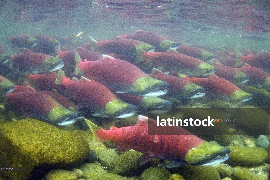 Salmón rojo (Oncorhynchus nerka) grupo nadar río arriba para desovar, Columbia Británica, Canadá