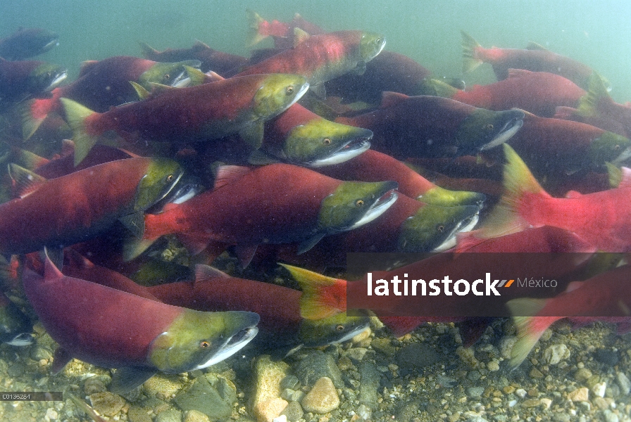 Salmón rojo (Oncorhynchus nerka) grupo nadar río arriba para desovar, Columbia Británica, Canadá