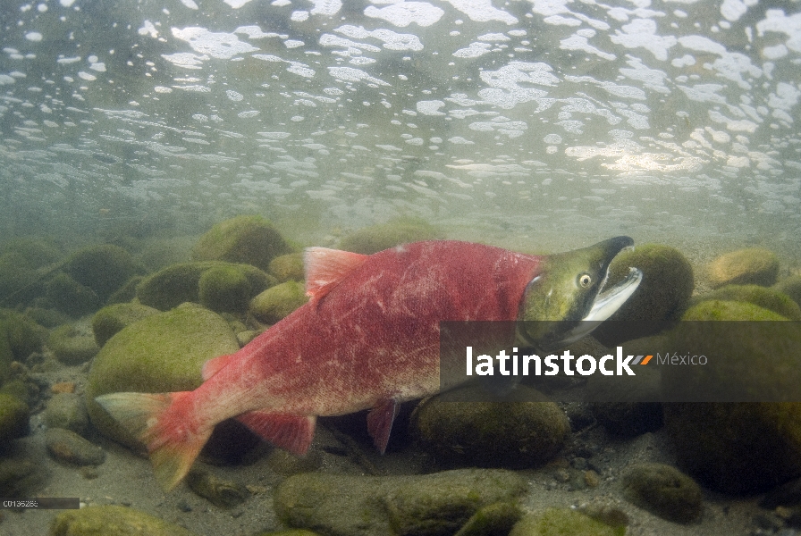 Salmón rojo (Oncorhynchus nerka) luchando río arriba para desovar, Columbia Británica, Canadá