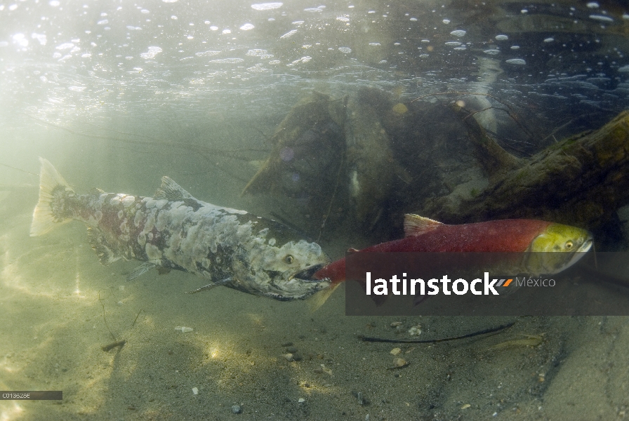 Salmón rojo (Oncorhynchus nerka) par luchando río arriba para desovar, el individuo izquierdo tiene 