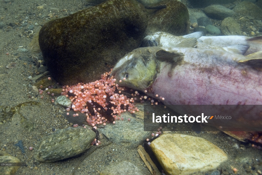 Salmón rojo (Oncorhynchus nerka) muerto después del desove con huevos cerca de la Columbia Británica