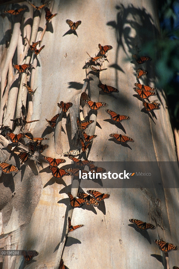 Mariposa monarca (Danaus plexippus) recogida en el tronco de un árbol en invierno, Pacific Grove, Ca