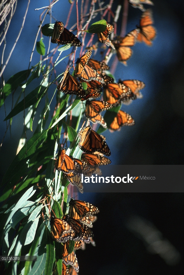 Mariposa monarca (Danaus plexippus) recolección en árboles de eucalipto en invierno, Pacific Grove, 