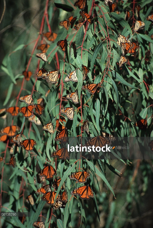 Mariposa monarca (Danaus plexippus) recolección en árboles de eucalipto en invierno, Pacific Grove, 