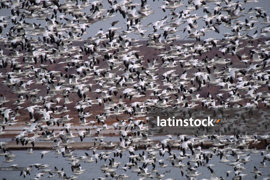 Rebaño de ganso de la nieve (Chen caerulescens) migran hacia el sur para el invierno, Nuevo México