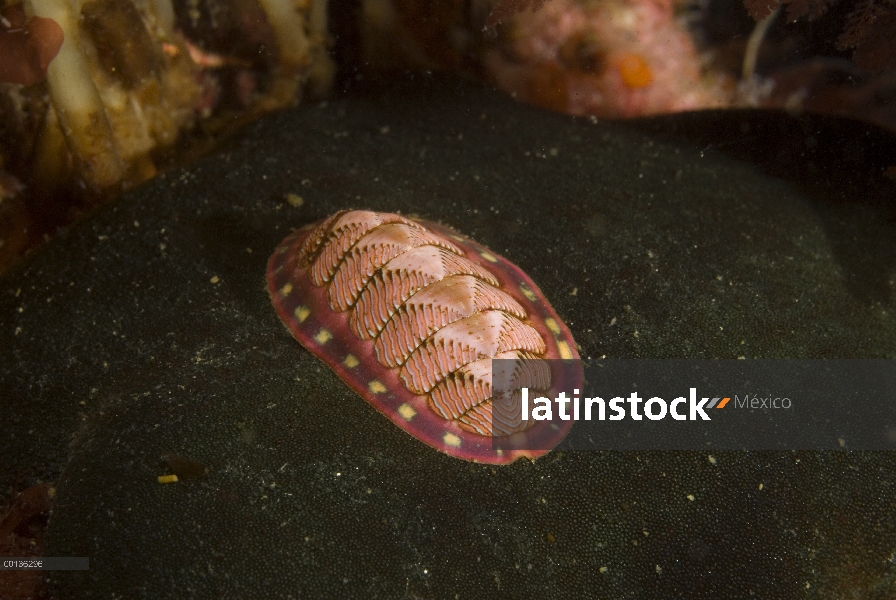 Chiton alineado (Tonicella lineata) utiliza su rádula para raspar los alimentos del sustrato, Alaska