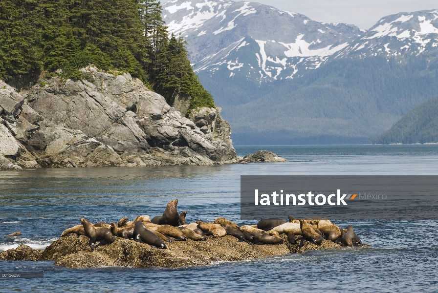 Grupo lobo de marino de Steller (Jubatus de Eumetopias) sacado en rocas, Alaska