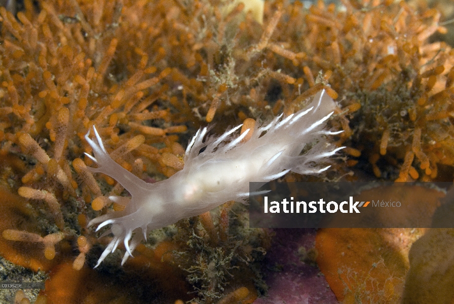 Nudibranquio multicolor de fronda-aeolis (frondosus diversicolor), forrajeo en hidroides, Alaska