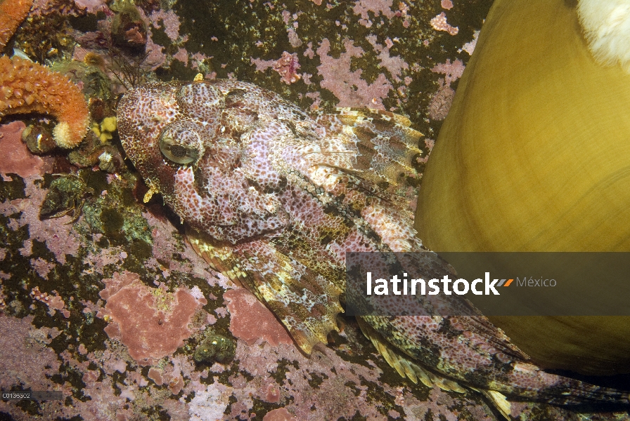 Rojo irlandés Señor (Hemilepidotus hemilepidotus), camoufalged contra las rocas, Alaska