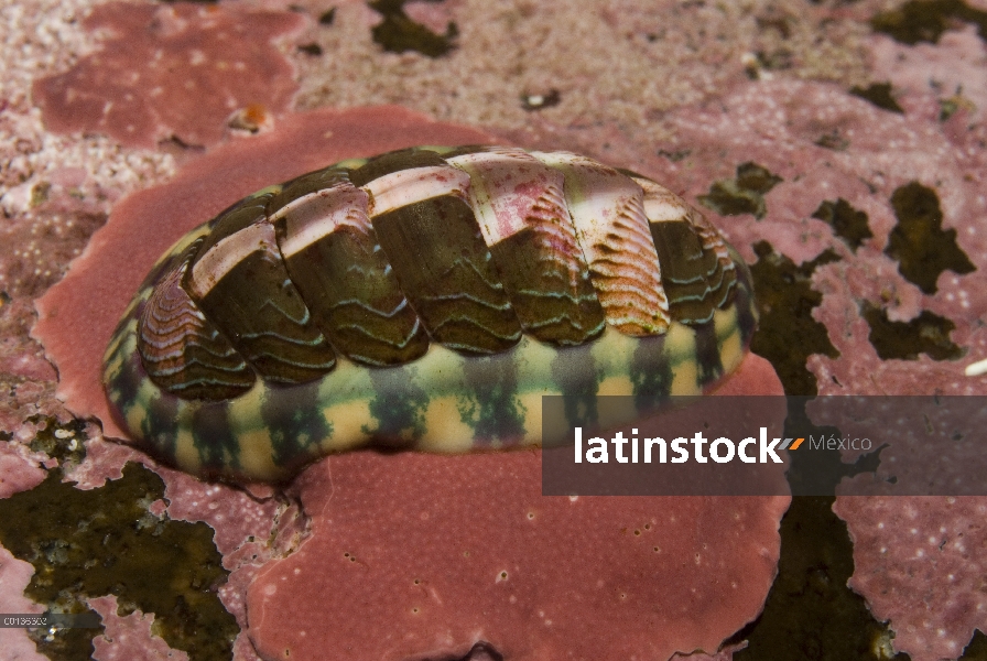 Chiton forrado azul (Tonicella undocaerulea) utiliza su rádula para raspar los alimentos del sustrat