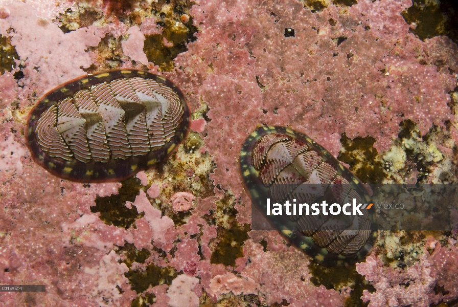 Pareja de Chiton (Tonicella undocaerulea) forrado de azul usar su rádula para raspar los alimentos d