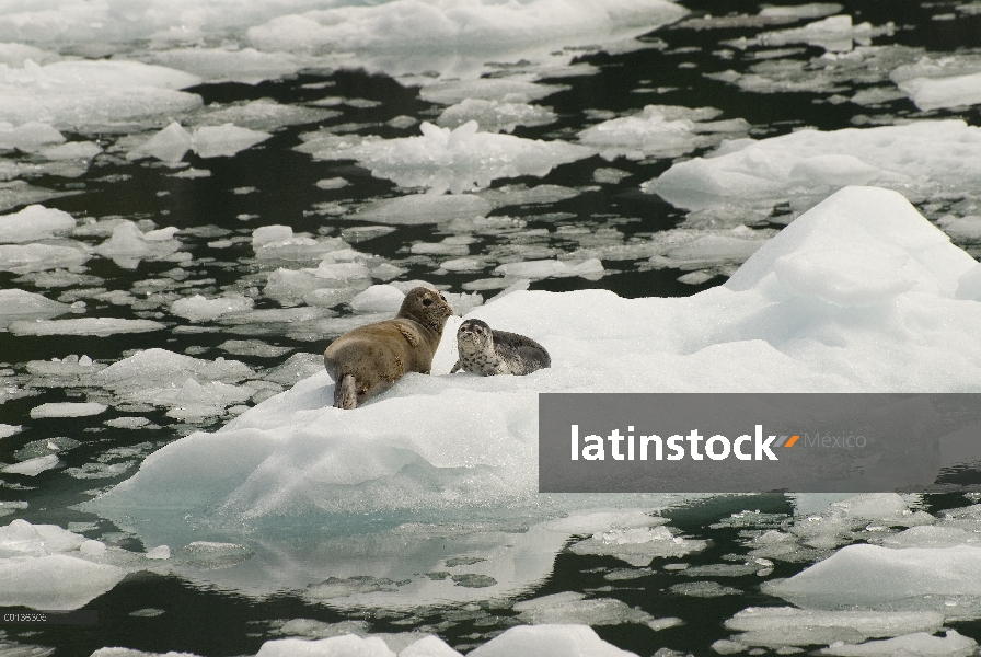 Sello de puerto (Phoca vitulina) madre y cachorro descansando sobre iceberg, glaciar de LeConte, sur