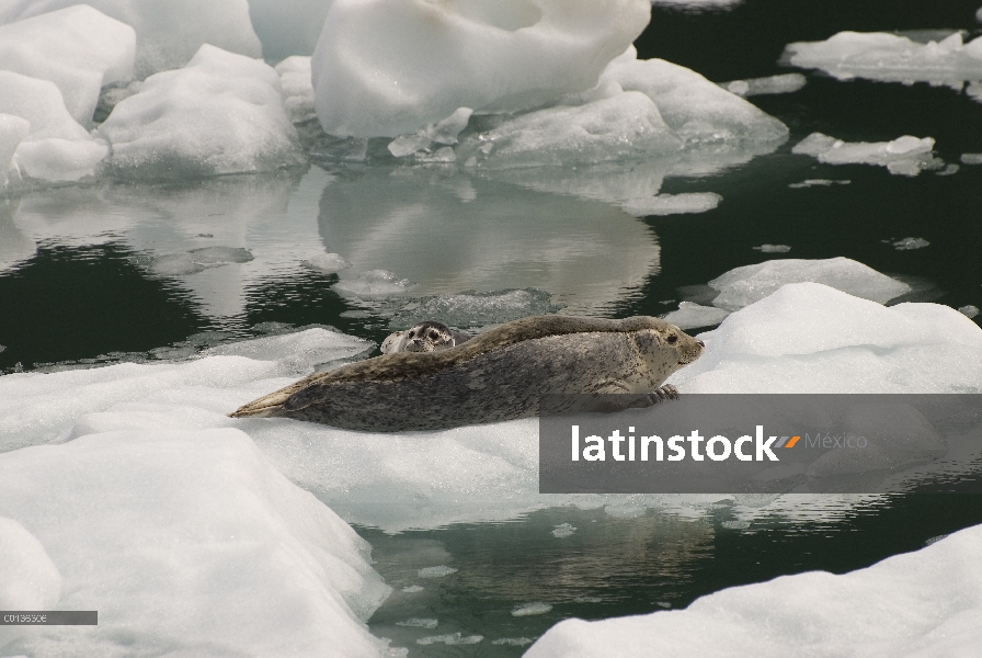 Sello de puerto (Phoca vitulina) madre y cachorro descansando sobre iceberg, glaciar de LeConte, sur