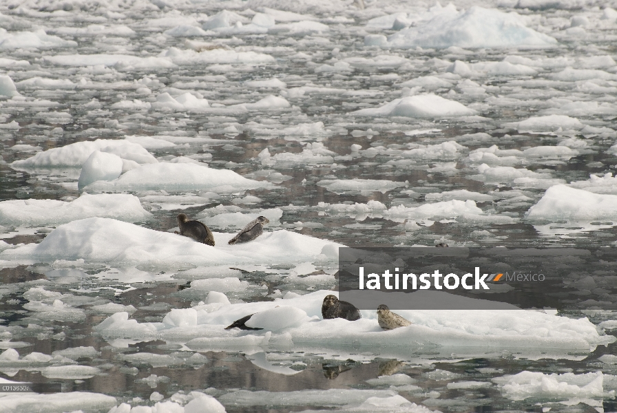 Sello de puerto (Phoca vitulina) madres y cachorros sacados en témpanos, glaciar de LeConte, sureste