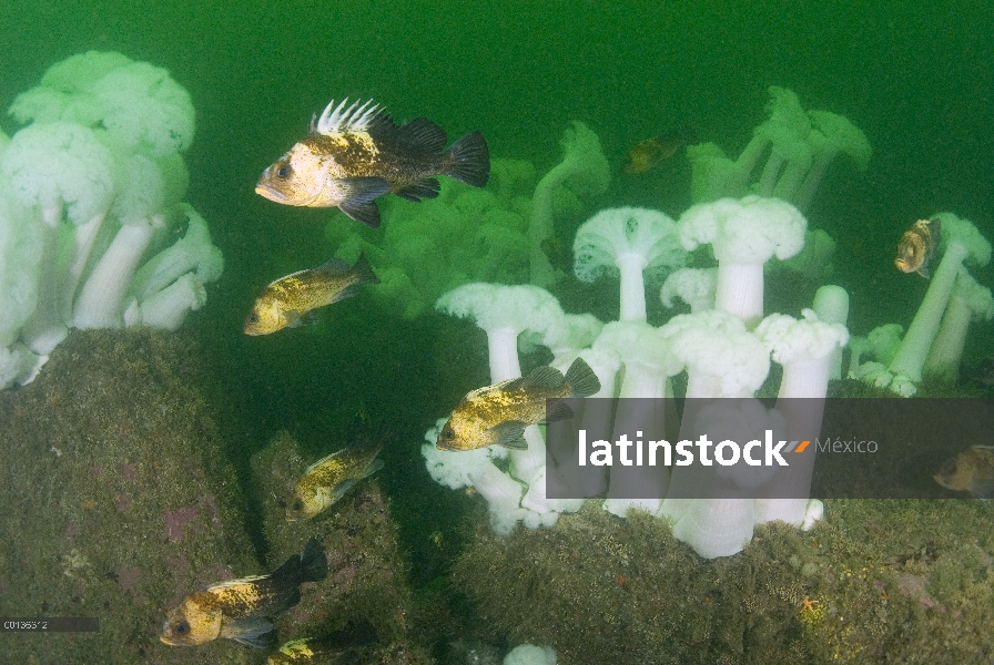 Quillback Rockfish (Sebastes maliger) en medio de volantes anémonas de mar (Metridium senile), los p