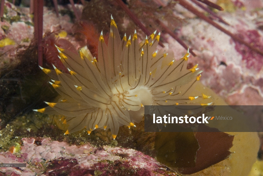 Nudibranquio de aleta blanca y naranja (Janolus fuscus), Alaska