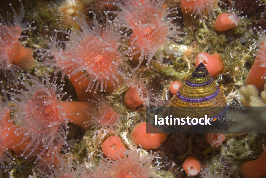 Anillo morado arriba caracol (Calliostoma annulatum) atacando fresa anémonas (Corynactis californica