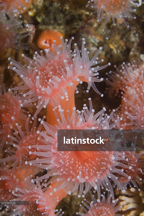 Grupo fresa de anémonas (Corynactis californica), pequeñas anémonas con colonias de clones que cubre