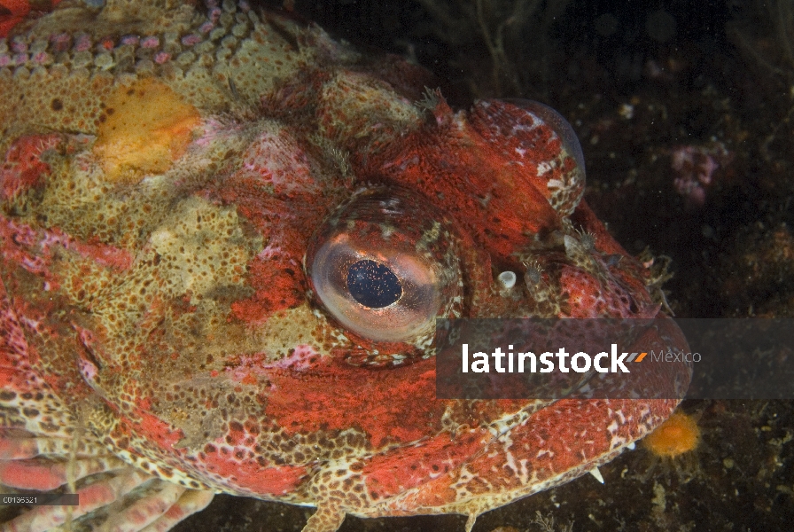 Retrato rojo irlandés Lord (Hemilepidotus hemilepidotus), isla de Vancouver, Columbia Británica, Can