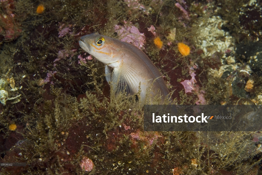 Norte Ronquil (Ronquilus jordani), isla de Vancouver, Columbia Británica, Canadá