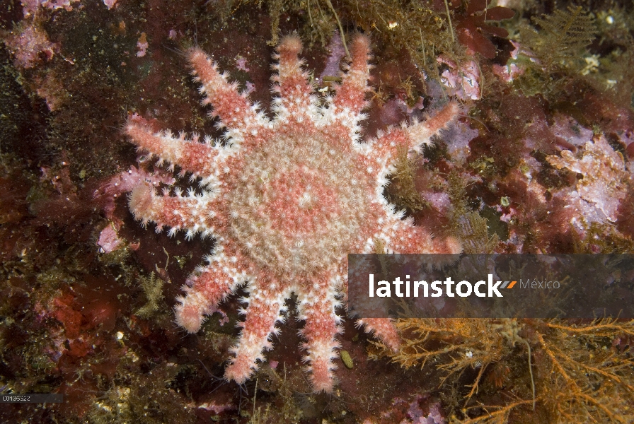 Común Sun Star (Crossaster papposus) que tiene muchas variaciones de color y patrones, pero casi sie