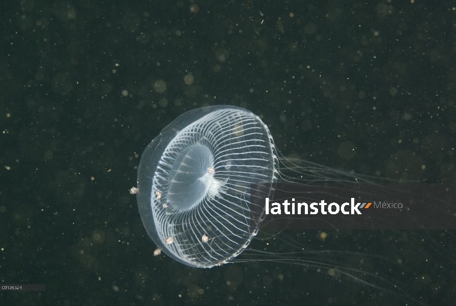 Medusa (Aequorea sp) natación, isla de Vancouver, Columbia Británica, Canadá