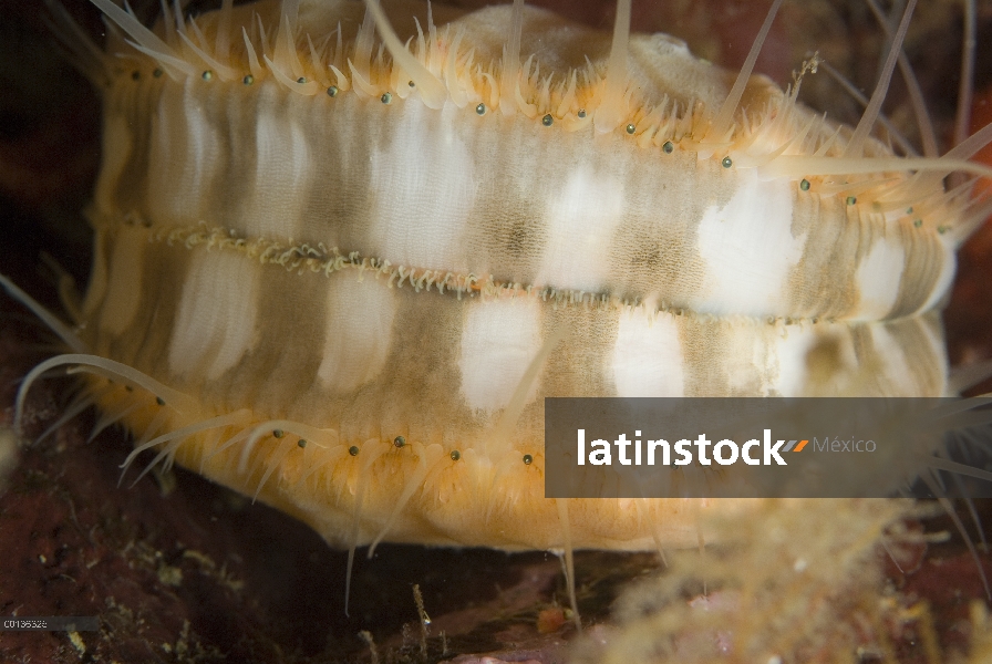 Espinosa Vieira (Chlamys hastata) nadando con múltiples ojos visibles en el manto, isla de Vancouver