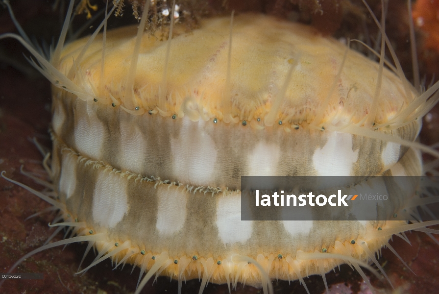 Espinosa Vieira (Chlamys hastata) nadando con múltiples ojos visibles en el manto, isla de Vancouver