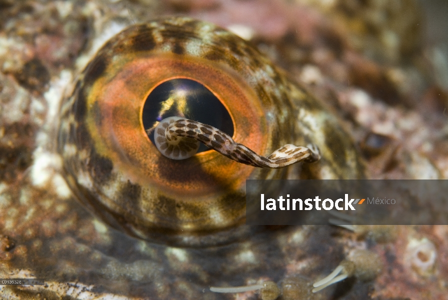 Leech (cyclostoma Notostomobdella) en el ojo de un bacalao (Ophiodon elongatus), isla de Vancouver, 